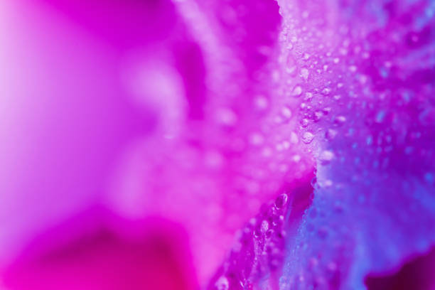 lebendige neon farbige iris blume knospe - flower purple macro bud stock-fotos und bilder