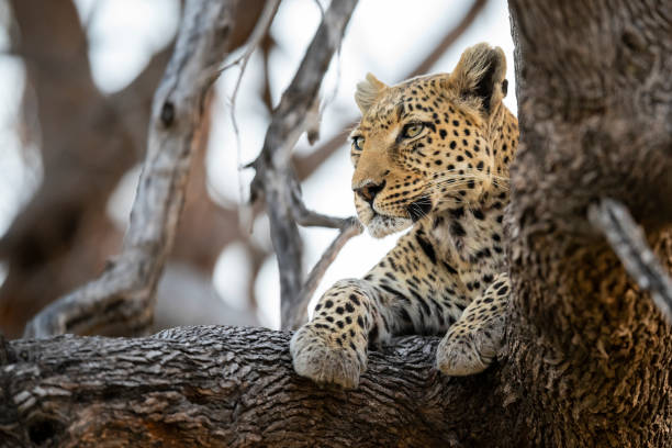 Leopard climbs the tree with prey in Namibia, Africa