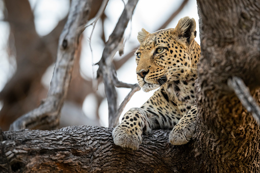 A young African leopard (Panthera pardus pardus) high up in a tree. wildlife. Moremi wildlife reserve, Okavango Delta, Botswana.