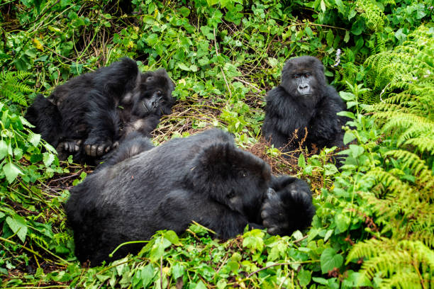 Mountain Gorilla Family in the Virungas