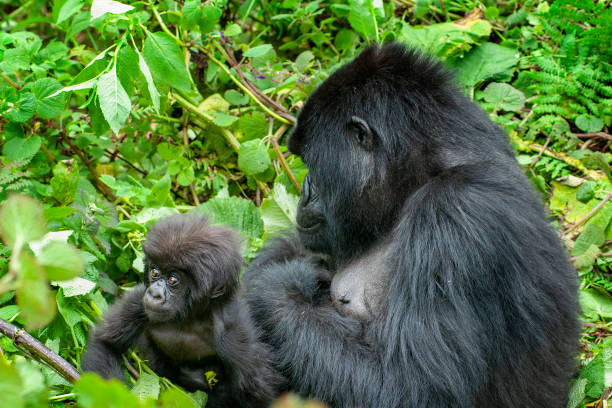 istock Female Mountain Gorilla holding her  baby 1157732216