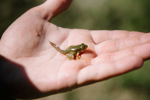 A small green frog with a tail sits in the palm of a man close up