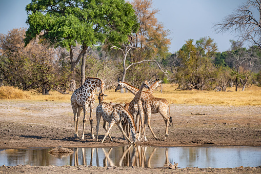 A herd of Southern Giraffes (Giraffa giraffa) at a waterhole in Moremi, Okavango Delta, Botswana.