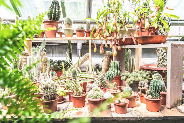 Gardening and growing concept. Cacti in pots growing in the greenhouse
