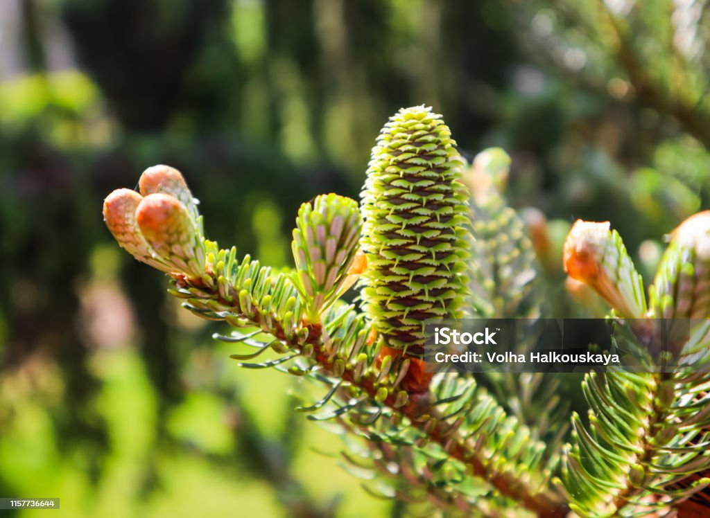 A branch of Korean fir with young cone in spring garden Backgrounds Stock Photo