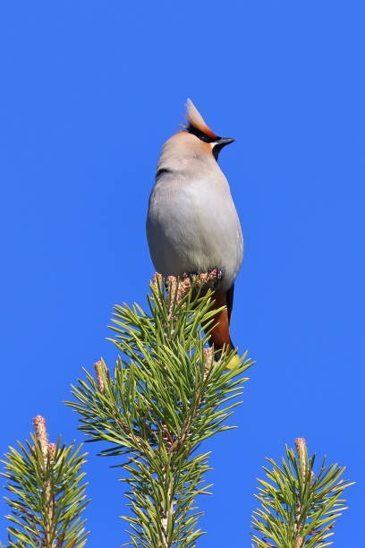 istock Bombycilla garrulus. Waxwings close-up among the needles 1157736810