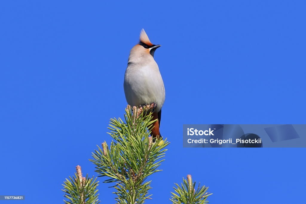 Bombycilla garrulus. Waxwings près du haut parmi les aiguilles de pin sur la péninsule de Yamal - Photo de Aiguille - Partie d'une plante libre de droits