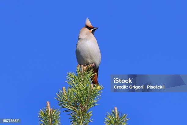 Bombycilla Garrulus Waxwings Close Up Among The Pine Needles On The Yamal Peninsula Stock Photo - Download Image Now