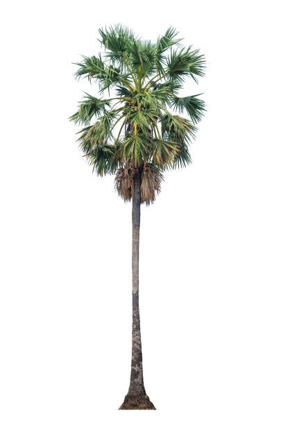 istock one palm tree isolated on white background with clipping path for nature decoration design. 1157737851