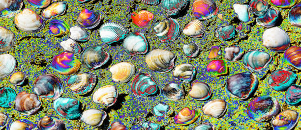 istock Colorful shells brought from the high tide on the beach 1157740842