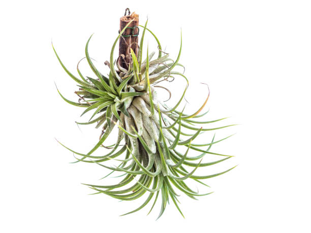 Tillandsia, a bromeliad plant, planted on a piece of wood, isolated on a white background. Aerial plant on a white background. Tillandsia, a bromeliad plant, planted on a piece of wood, isolated on a white background. Aerial plant on a white background. spanish moss photos stock pictures, royalty-free photos & images