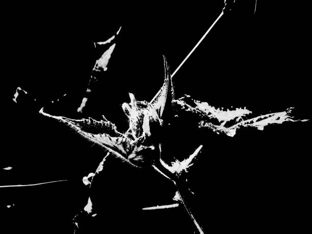 istock Monochrome abstraction for decoration and design. 1157742489