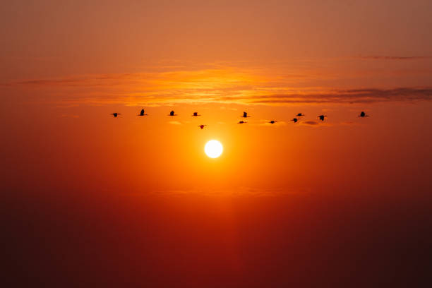 Egrets flying against beautiful evening sunset Image of Egrets flying against beautiful evening sunset in Taichung, Taiwan sunset dew stock pictures, royalty-free photos & images