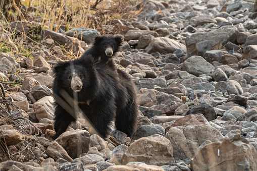 This picture of Sloth Bear is taken at Ranthambore National Park, Rajasthan.
