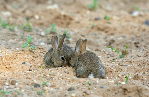 Two young wild rabbit cuddling in sand.