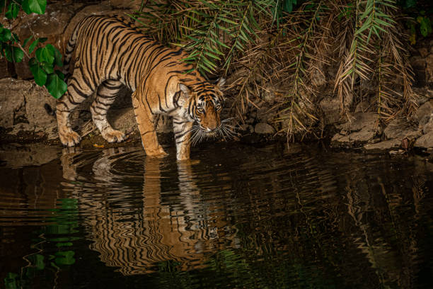 istock The Majestic Animal! 1157744671