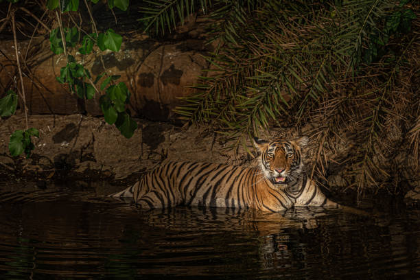 istock The Majestic Animal! 1157744673