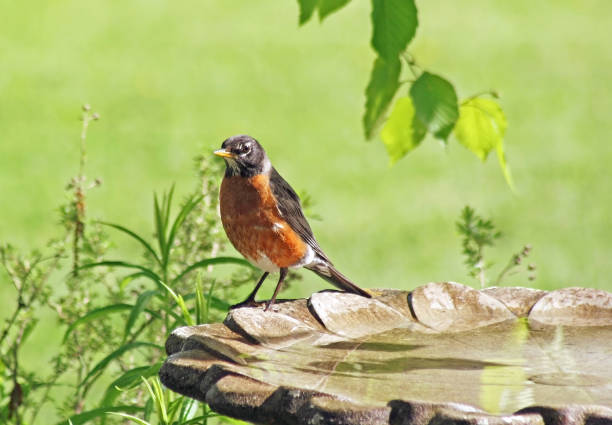 istock Robin red breast resting on the edge of a bird bath 1157744890