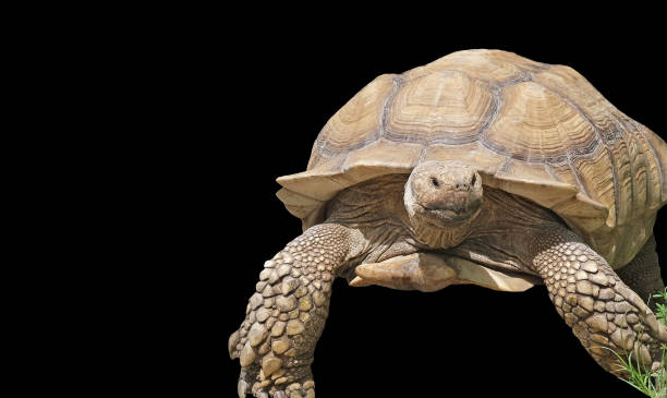 istock Giant Yellow-Footed Tortoise isolated on a black background 1157745022