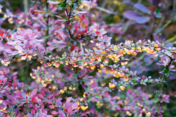 istock branch of a blossoming spring Berberis ottawensis Superba 1157745236