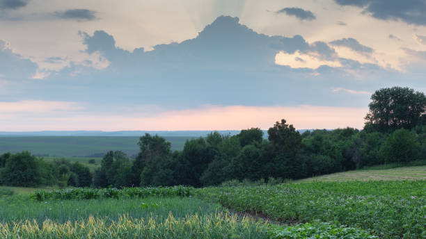istock Garden beds at dawn 1157745269