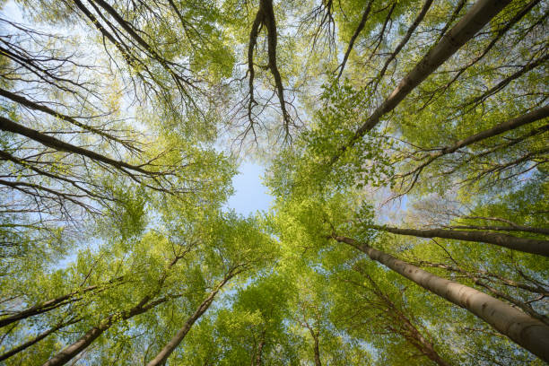 istock Beautiful forest scene, bottom view of tall trees 1157746627