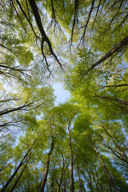 istock Beautiful forest scene, bottom view of tall trees 1157747258