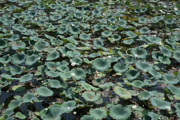 istock White lotus flowers with leaves on water 1157747526