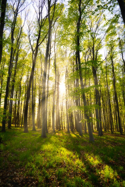 istock Sun rays in the beautiful green forest. 1157748924