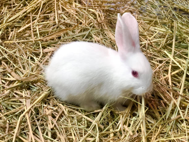 istock Little White rabbit with dry straw background. 1157750184