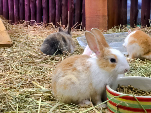 istock A group of little rabbit with dry straw,Feeding animals. 1157750188
