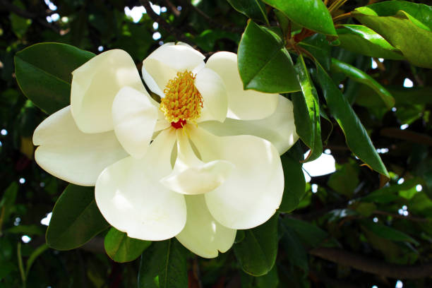 weiße magnolienblüte, magnolien-grandiflora - sweet magnolia tree blossom white stock-fotos und bilder