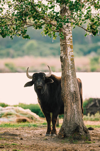 istock Photo of a big buffalo 1157751110