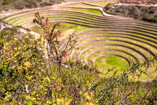 Photo of Agricultural terracing of Moray, Peru