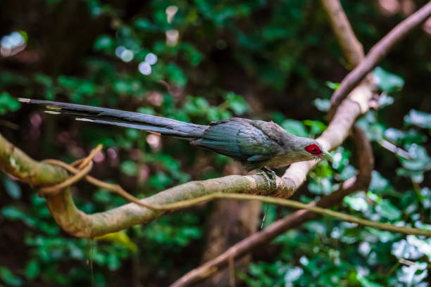 istock Green billed Malkoha on branch in the forest 1157753925