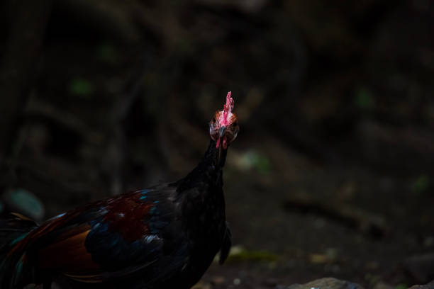 istock Neck Chicken breed, Gallus gallus 1157754091