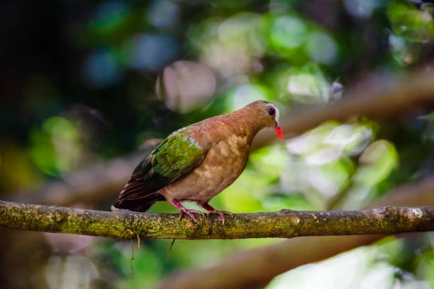 istock Emerald dove or Green Pigeon, 1157754245