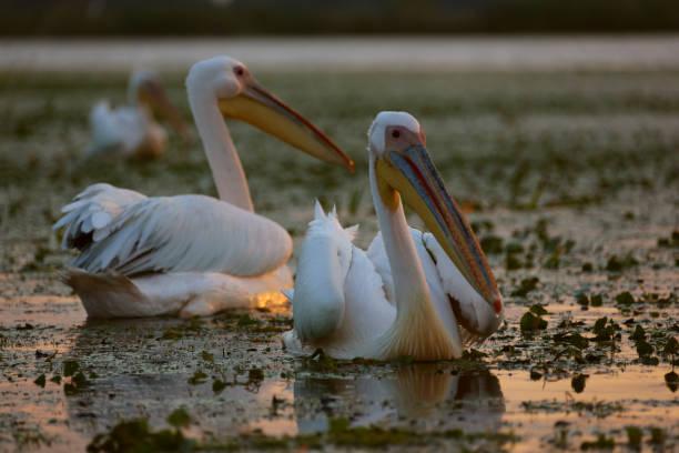 istock Great white pelicans at dawn in Danube Delta 1157755122
