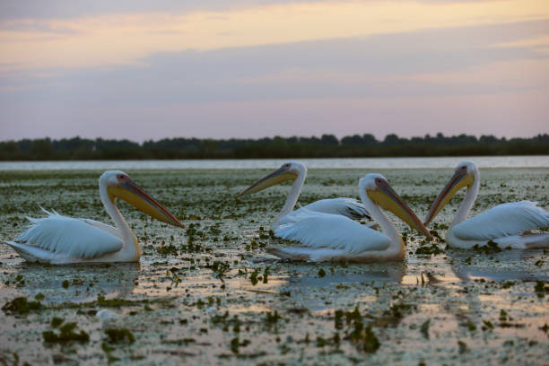 istock Great white pelicans at dawn in Danube Delta 1157755128