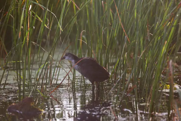 Photo of Eurasian common moorhen in Danube Delta