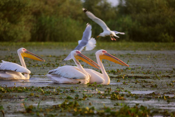 Great white pelicans at dawn in Danube Delta