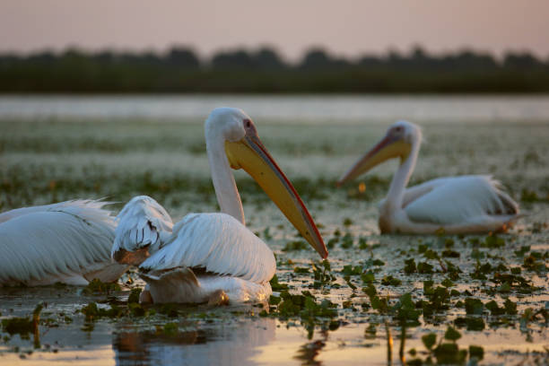 istock Great white pelicans at dawn in Danube Delta 1157755159