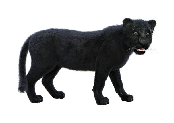 istock 3D illustration black panther on white 1157755423