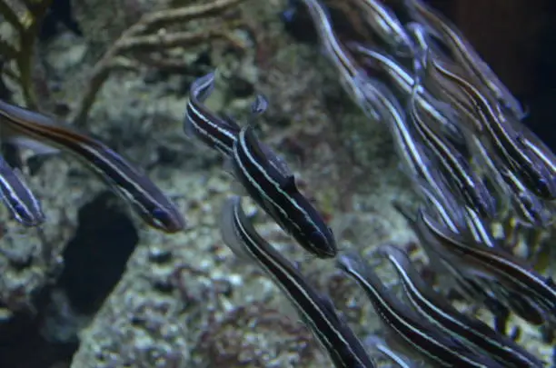 Photo of Tropical fish in aquarium in Berlin