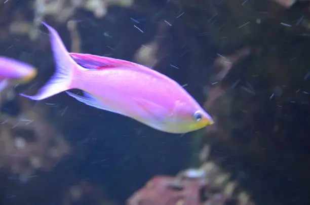 Photo of Tropical fish in aquarium in Berlin