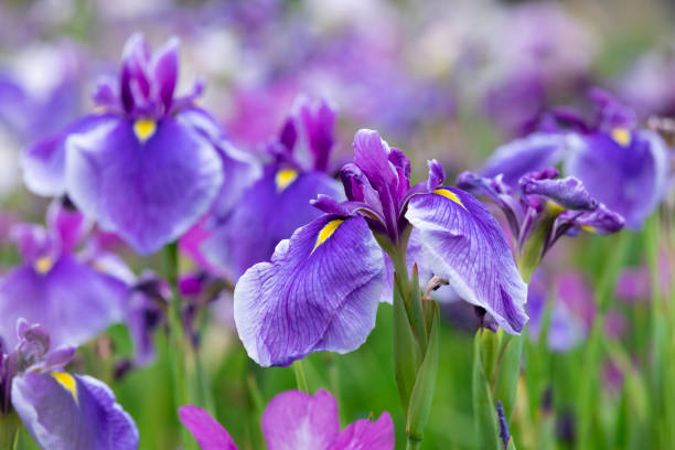 flores roxas da íris - iris - fotografias e filmes do acervo