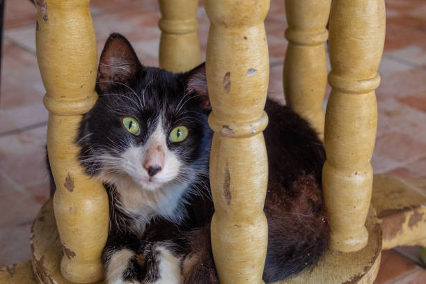 istock The look of a cat. 1157759572