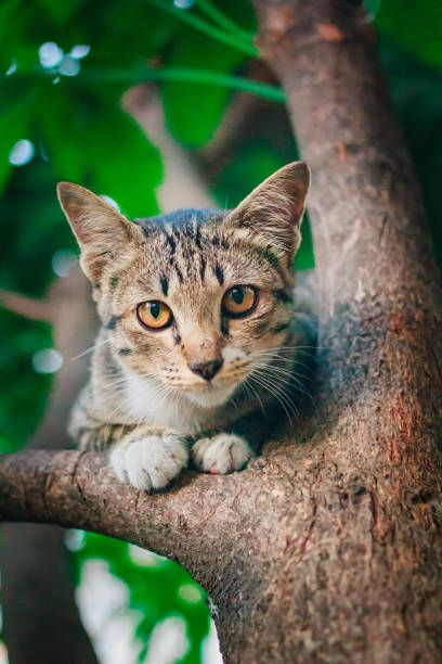 istock Cute tabby Kitten Relaxing on top of Tree. 1157760831