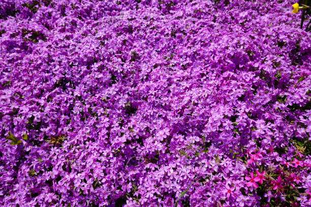 istock Beautiful purple flowers, phlox subulata, moss phlox 1157760984
