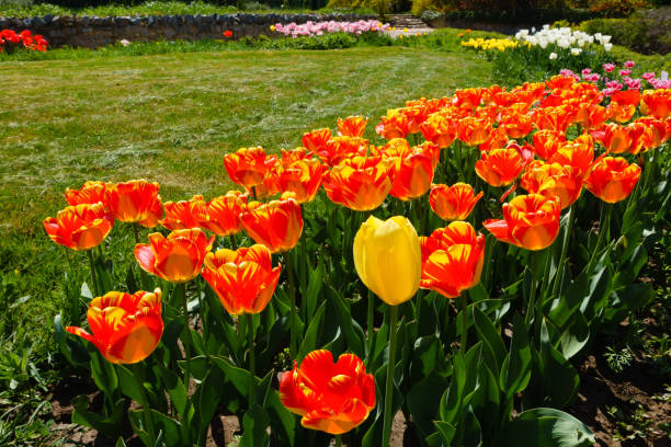 istock Blooming orange tulips in the springtime 1157761012